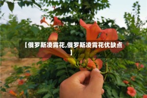 【俄罗斯凌霄花,俄罗斯凌霄花优缺点】