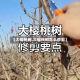 【大樱桃树,大樱桃树怎么修剪】
