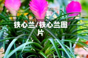 铁心兰/铁心兰图片