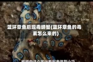 蓝环章鱼后现毒螃蟹(蓝环章鱼的毒素怎么来的)