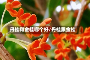 丹桂和金桂哪个好/丹桂跟金桂
