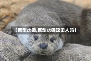 【巨型水獭,巨型水獭攻击人吗】