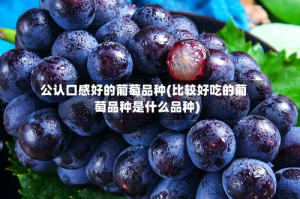 公认口感好的葡萄品种(比较好吃的葡萄品种是什么品种)