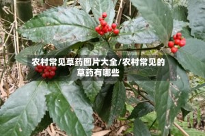 农村常见草药图片大全/农村常见的草药有哪些
