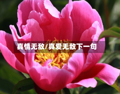 真情无敌/真爱无敌下一句-第1张图片