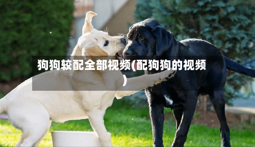 狗狗较配全部视频(配狗狗的视频)-第1张图片