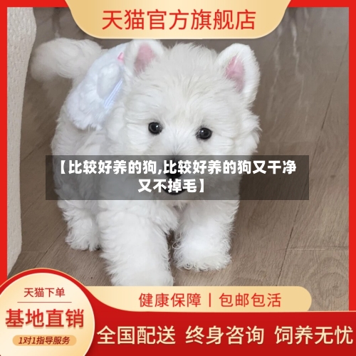 【比较好养的狗,比较好养的狗又干净又不掉毛】-第2张图片