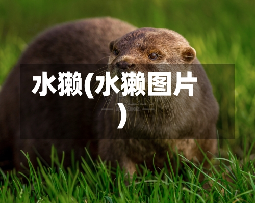 水獭(水獭图片)-第3张图片