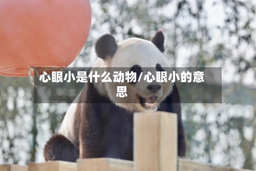 心眼小是什么动物/心眼小的意思-第1张图片