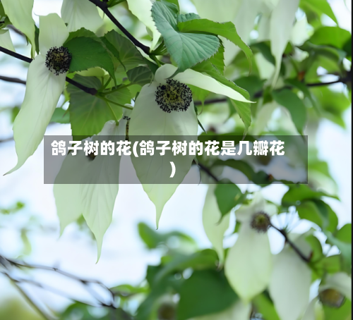 鸽子树的花(鸽子树的花是几瓣花)-第2张图片
