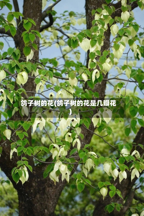 鸽子树的花(鸽子树的花是几瓣花)-第1张图片