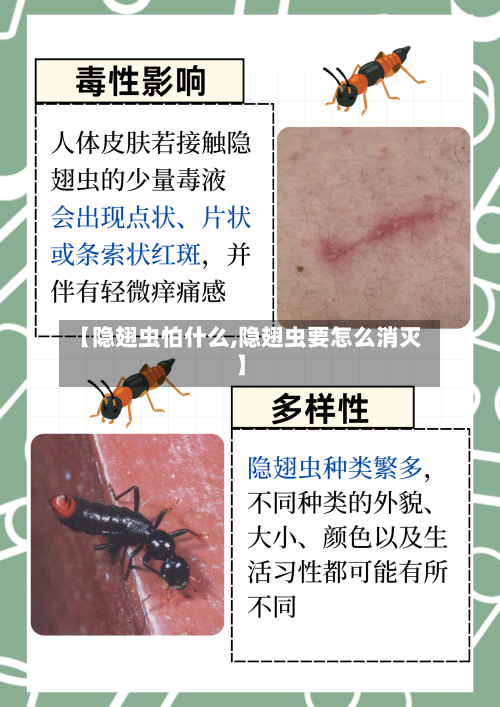 【隐翅虫怕什么,隐翅虫要怎么消灭】-第3张图片