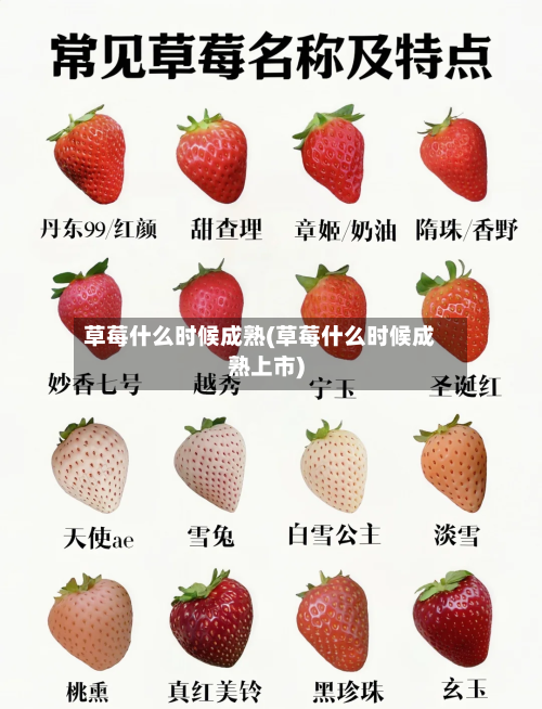 草莓什么时候成熟(草莓什么时候成熟上市)-第1张图片