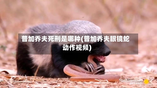 普加乔夫死刑是哪种(普加乔夫眼镜蛇动作视频)-第1张图片