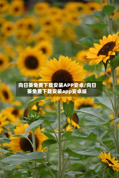 向日葵免费下载安装APP安卓/向日葵免费下载安装app安卓版-第1张图片
