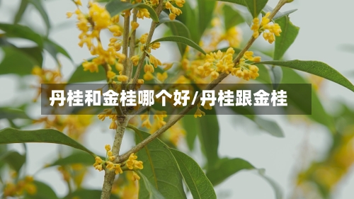 丹桂和金桂哪个好/丹桂跟金桂-第2张图片
