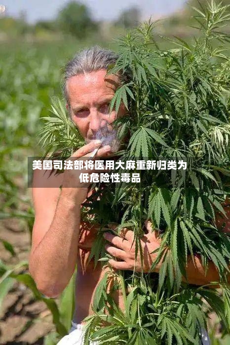 美国司法部将医用大麻重新归类为低危险性毒品-第1张图片
