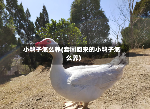 小鸭子怎么养(套圈回来的小鸭子怎么养)-第1张图片