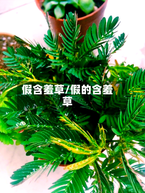 假含羞草/假的含羞草-第3张图片