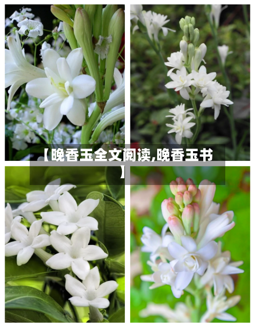 【晚香玉全文阅读,晚香玉书】-第1张图片