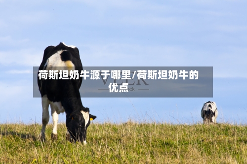 荷斯坦奶牛源于哪里/荷斯坦奶牛的优点-第1张图片