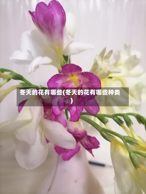 冬天的花有哪些(冬天的花有哪些种类)-第2张图片