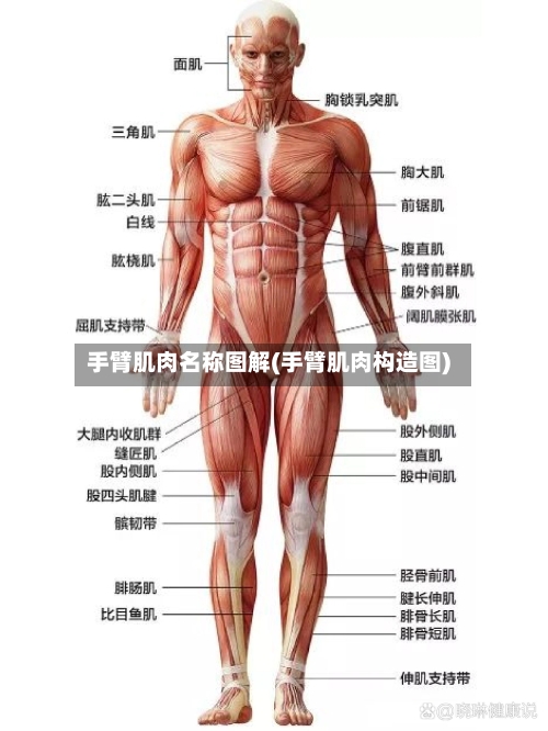 手臂肌肉名称图解(手臂肌肉构造图)-第2张图片