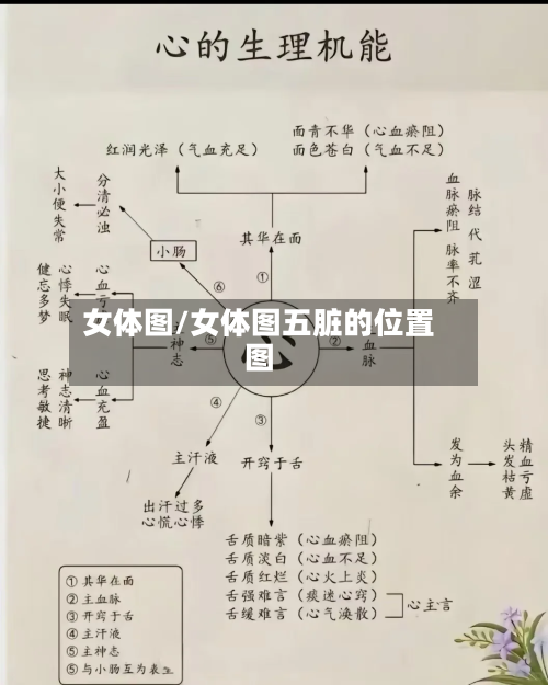 女体图/女体图五脏的位置图-第1张图片