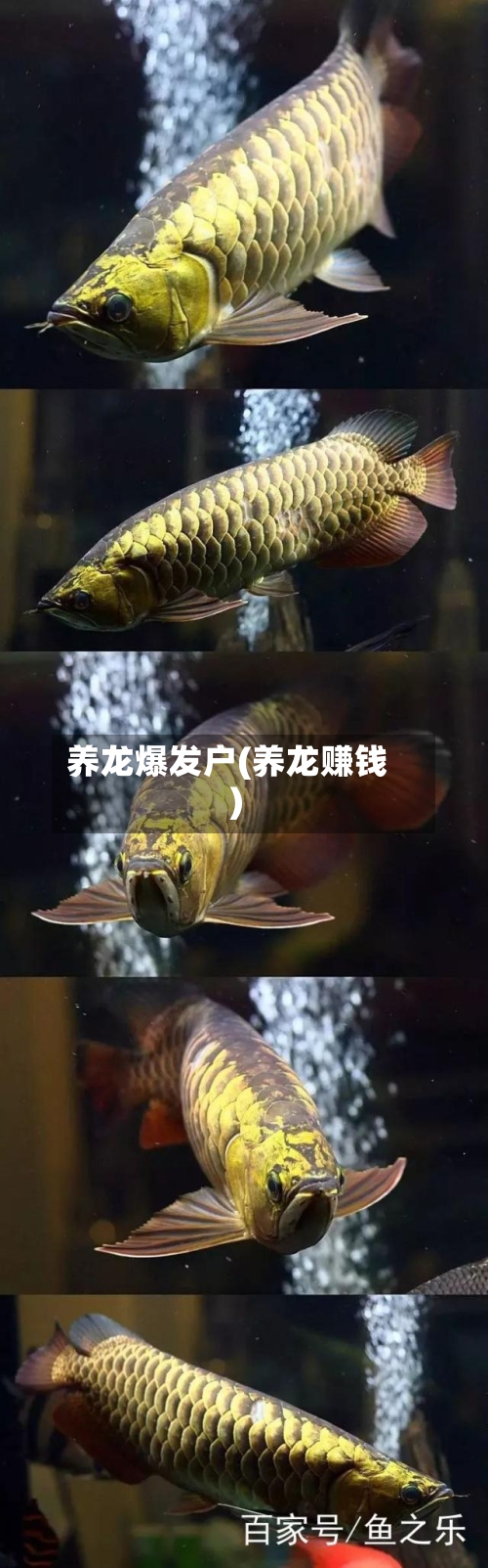养龙爆发户(养龙赚钱)-第2张图片