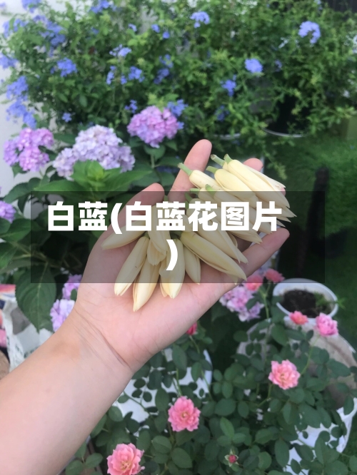 白蓝(白蓝花图片)-第2张图片