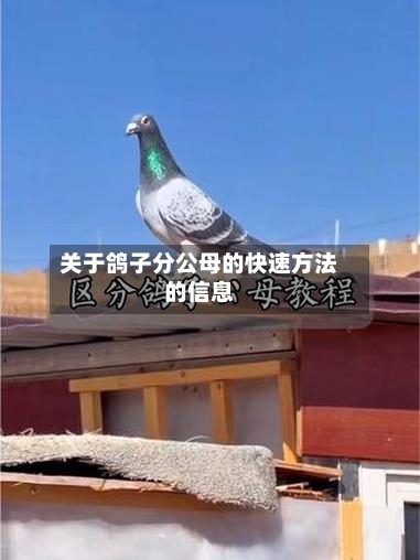 关于鸽子分公母的快速方法的信息-第3张图片
