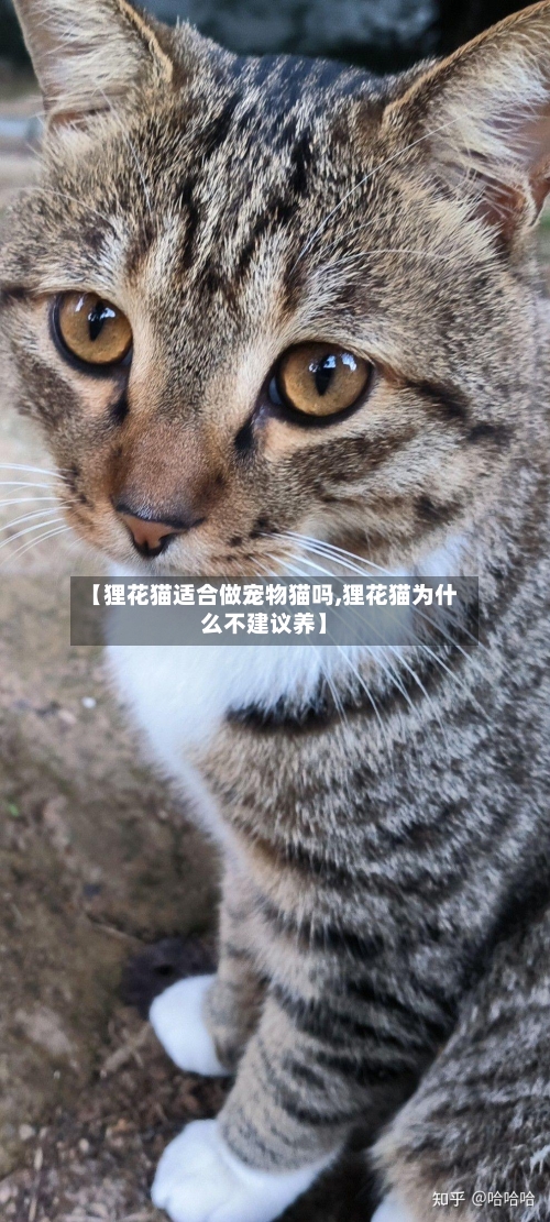 【狸花猫适合做宠物猫吗,狸花猫为什么不建议养】-第1张图片