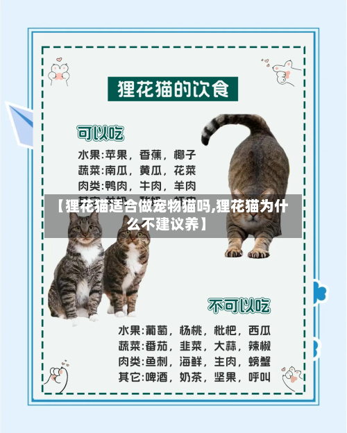 【狸花猫适合做宠物猫吗,狸花猫为什么不建议养】-第2张图片