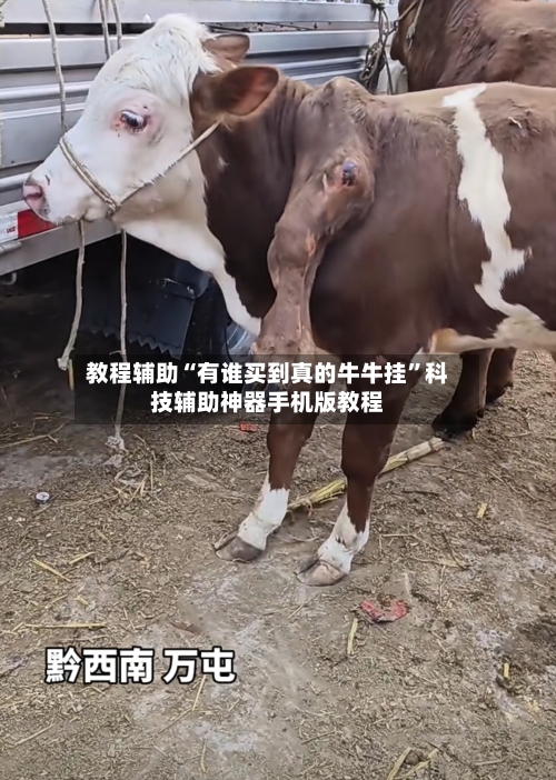 教程辅助“有谁买到真的牛牛挂”科技辅助神器手机版教程-第2张图片