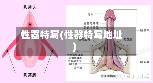 性器特写(性器特写地址)-第1张图片