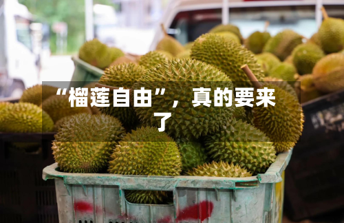 “榴莲自由	”，真的要来了-第1张图片