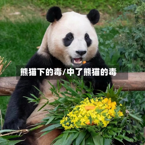 熊猫下的毒/中了熊猫的毒-第3张图片